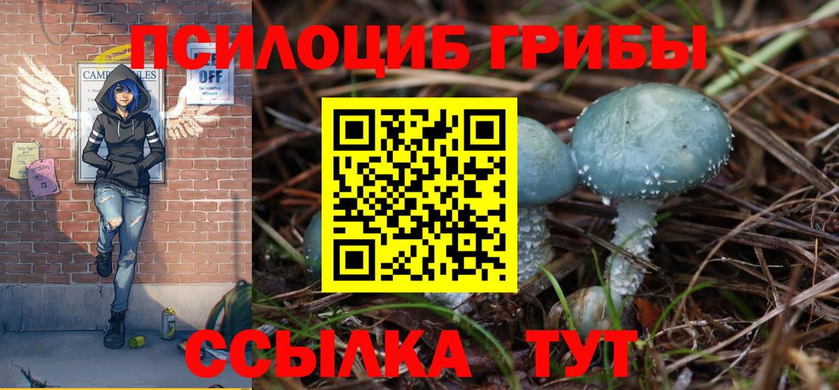 Псилоцибиновые грибы Psilocybe Нововоронеж